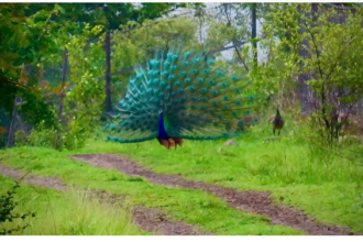 ज्ञानगंगा अभयारण्यात "नाच रे मोरा नाच"..