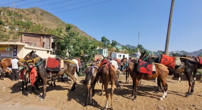 पहलगाम टेरर अटैक : इस हमले से जिंदगी थम गई, अब क्या करें ? टट्टू चलाने वालों ने बयां किया दर्द