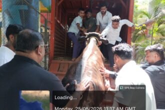घणसोली ब्रिज के पास गोवंश मामले में कार्रवाई