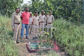 रामपुर में वन्यजीव तस्करी के खिलाफ बड़ी कार्रवाई करते हुए मुरादाबाद की उड़नदस्ता टीम ने दो तस्करों को गिरफ्तार किया है।
