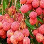 बिहार के शाही लीची पर बंगाल का 'बॉम्बे' लीची पड़ रहा भारी