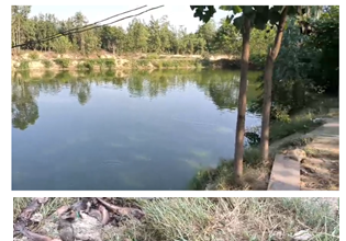 रामपुर/प्रतिबंधित मांगुर मछली के पालन और बिक्री के खिलाफ मत्स्य विभाग ने बड़ी कार्रवाई की है।